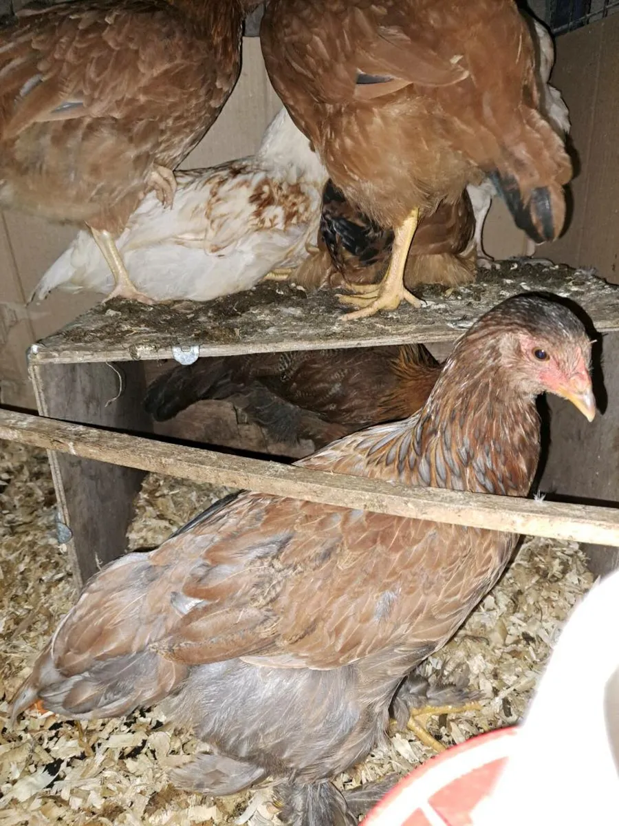 Poultry - Image 2