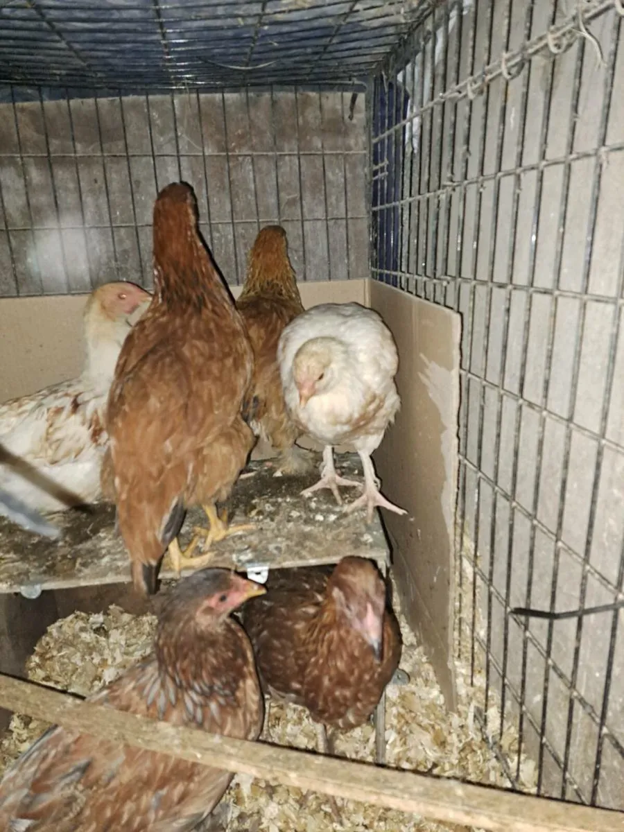 Poultry - Image 3