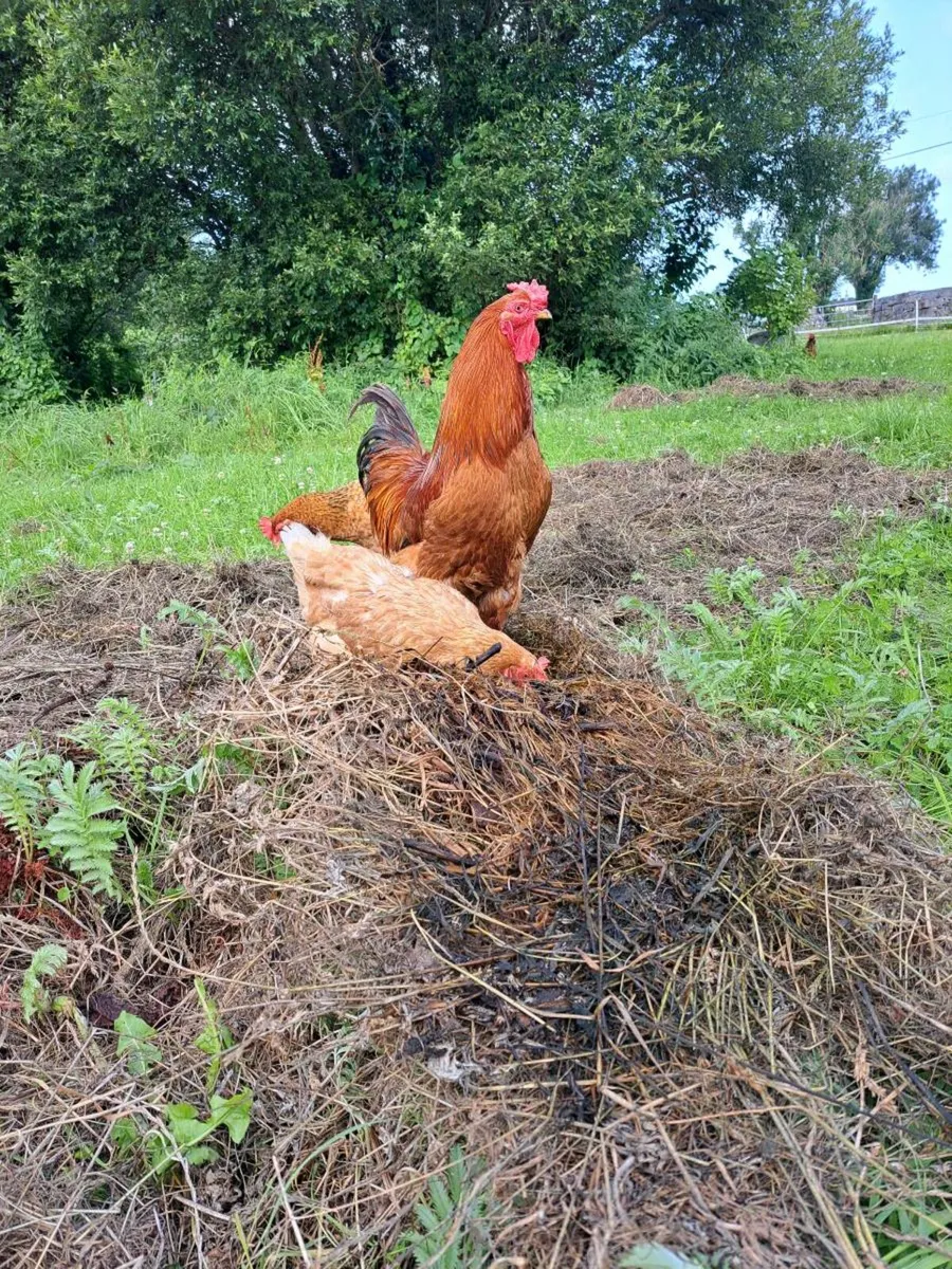 Poultry - Image 4