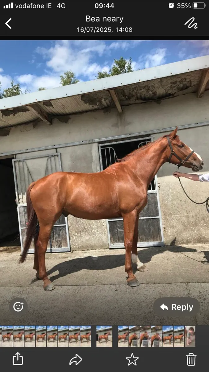 4YO Gelding. 170cms. - Image 1