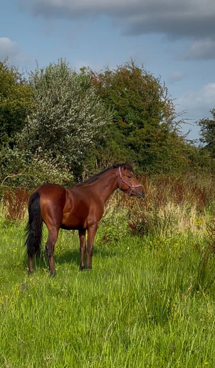 Connemara pony - Image 2
