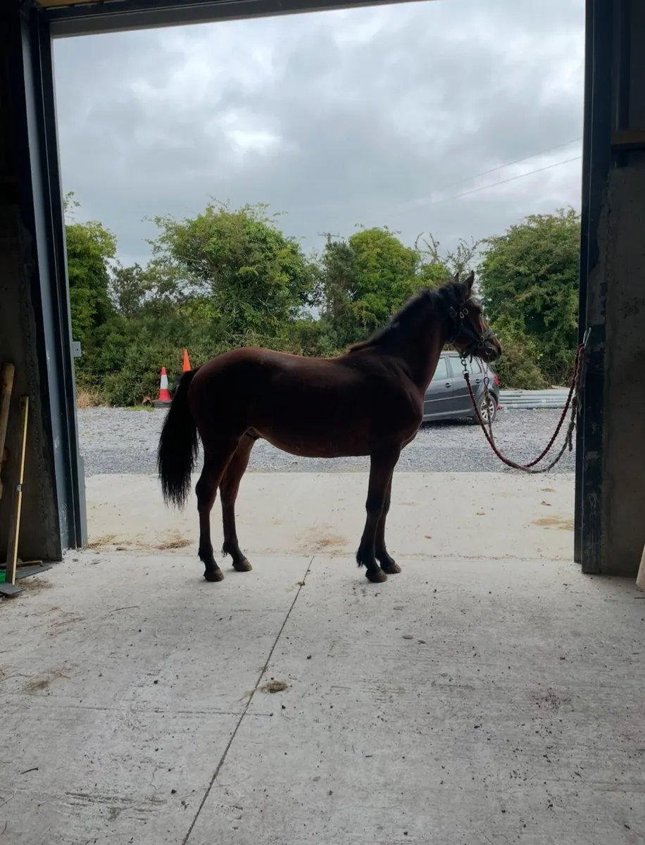 Connemara pony - Image 3