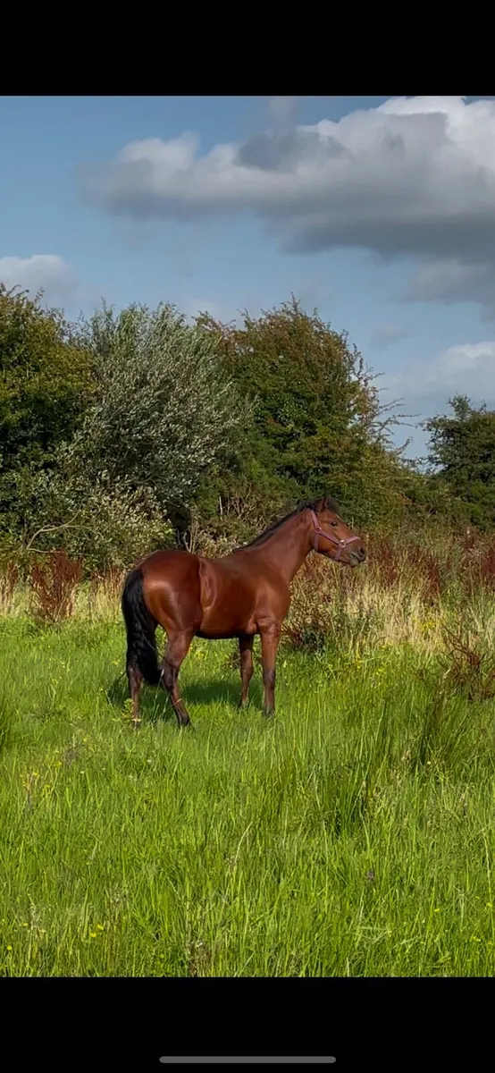 Connemara pony - Image 4