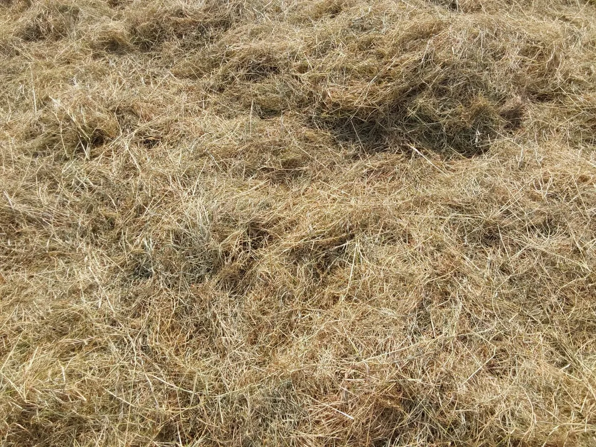 Hay - Image 4