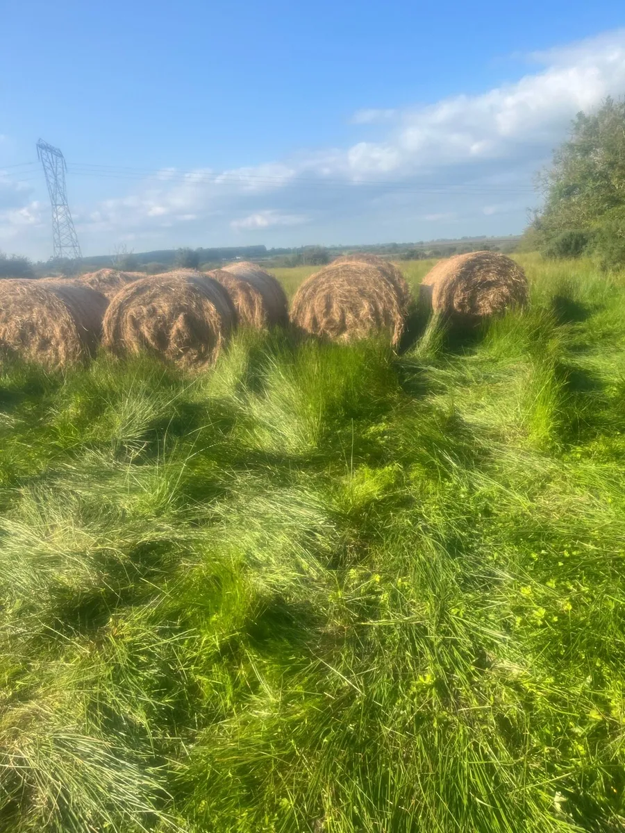 Bales rushes and grass - Image 1