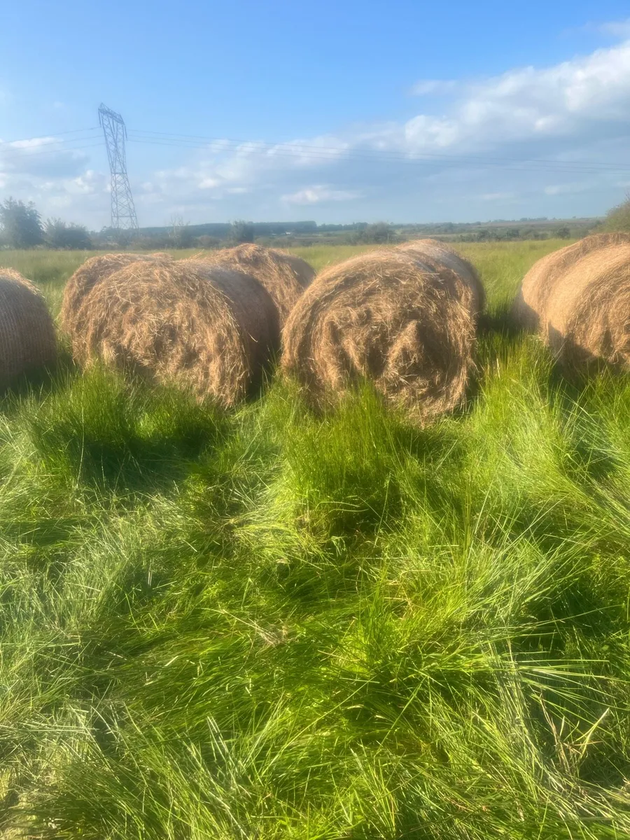 Bales rushes and grass - Image 2