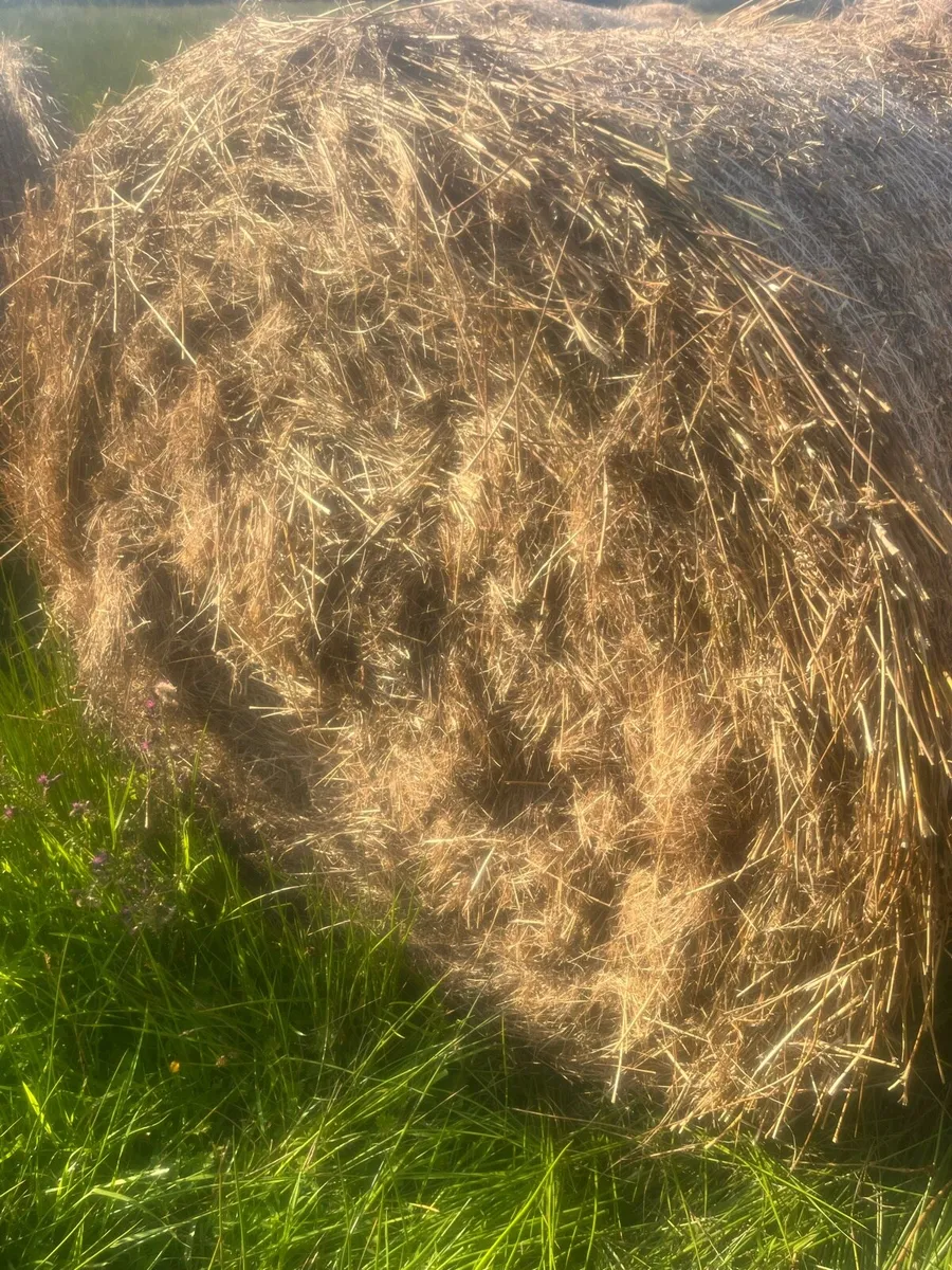 Bales rushes and grass - Image 3