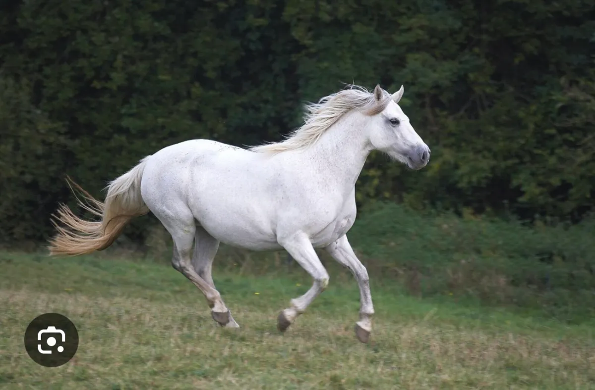 Wanted Gelding Pony
