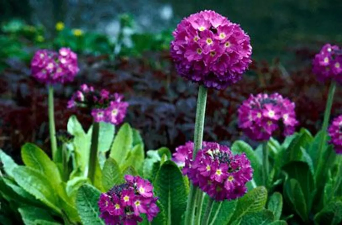 PERENNIALS IN MANY COLOURS AND VARIETIES  100s - Image 4