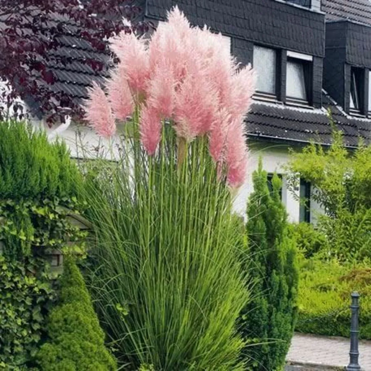 GRASSES IN MANY VARIETIES AND COLOURS - Image 3