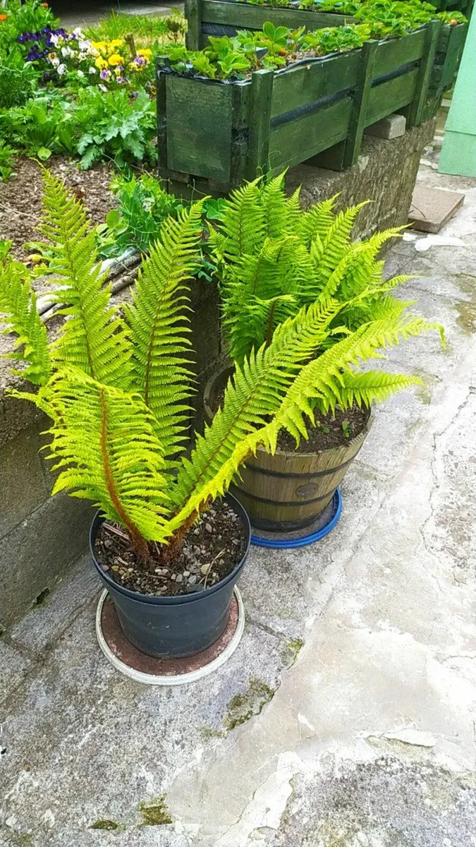 Fern - Image 1