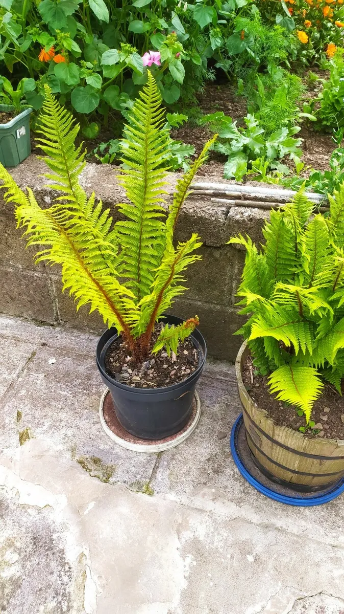 Fern - Image 2