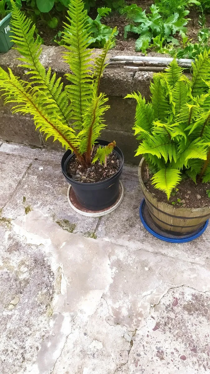 Fern - Image 3
