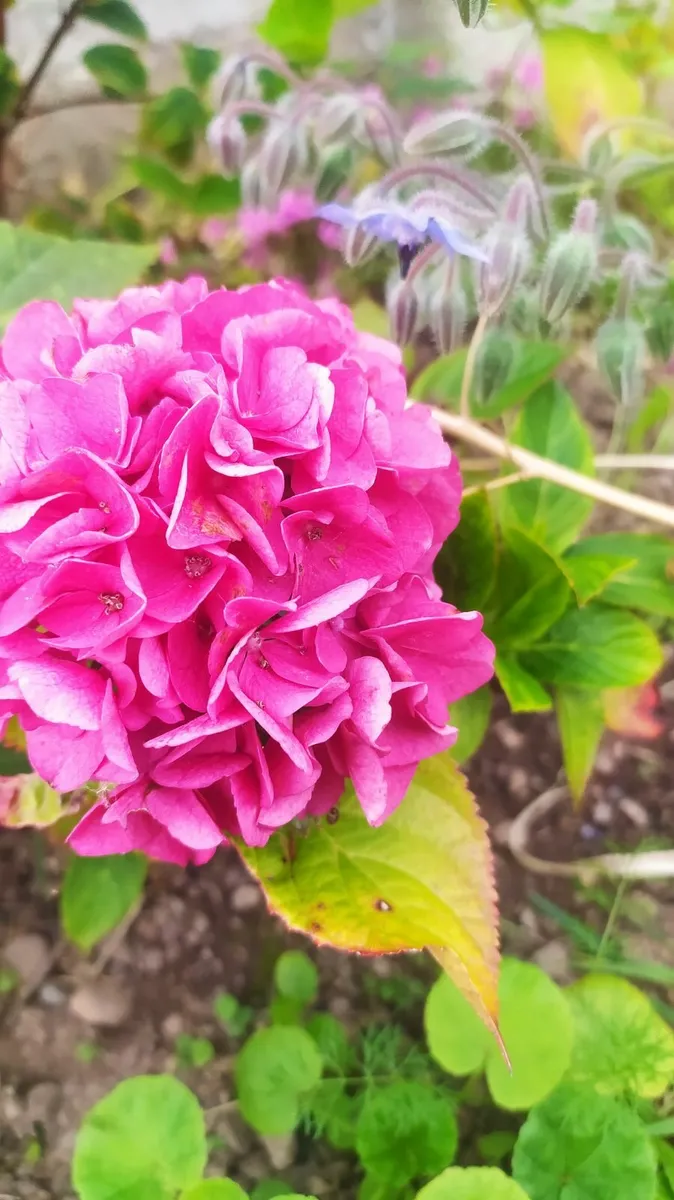 Flower - Image 1