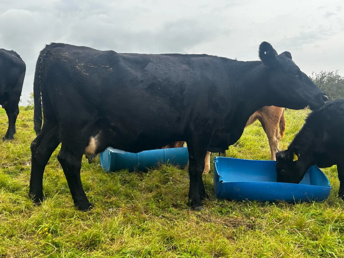 5 Star Angus In-Calf Cow - Image 1