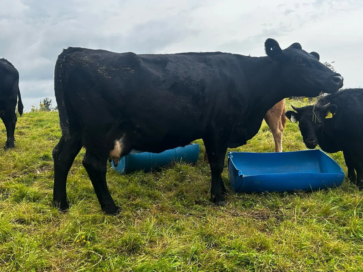 5 Star Angus In-Calf Cow - Image 2