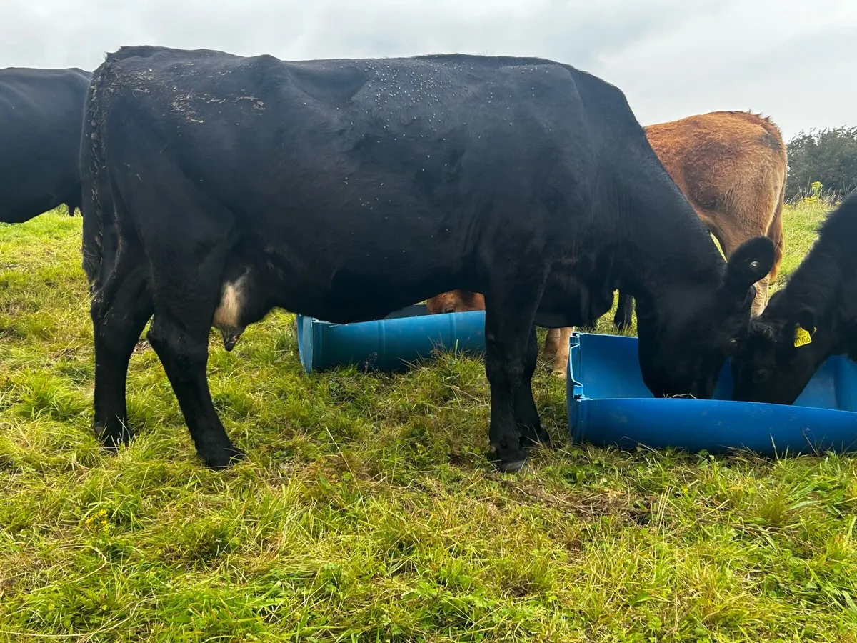 5 Star Angus In-Calf Cow - Image 3
