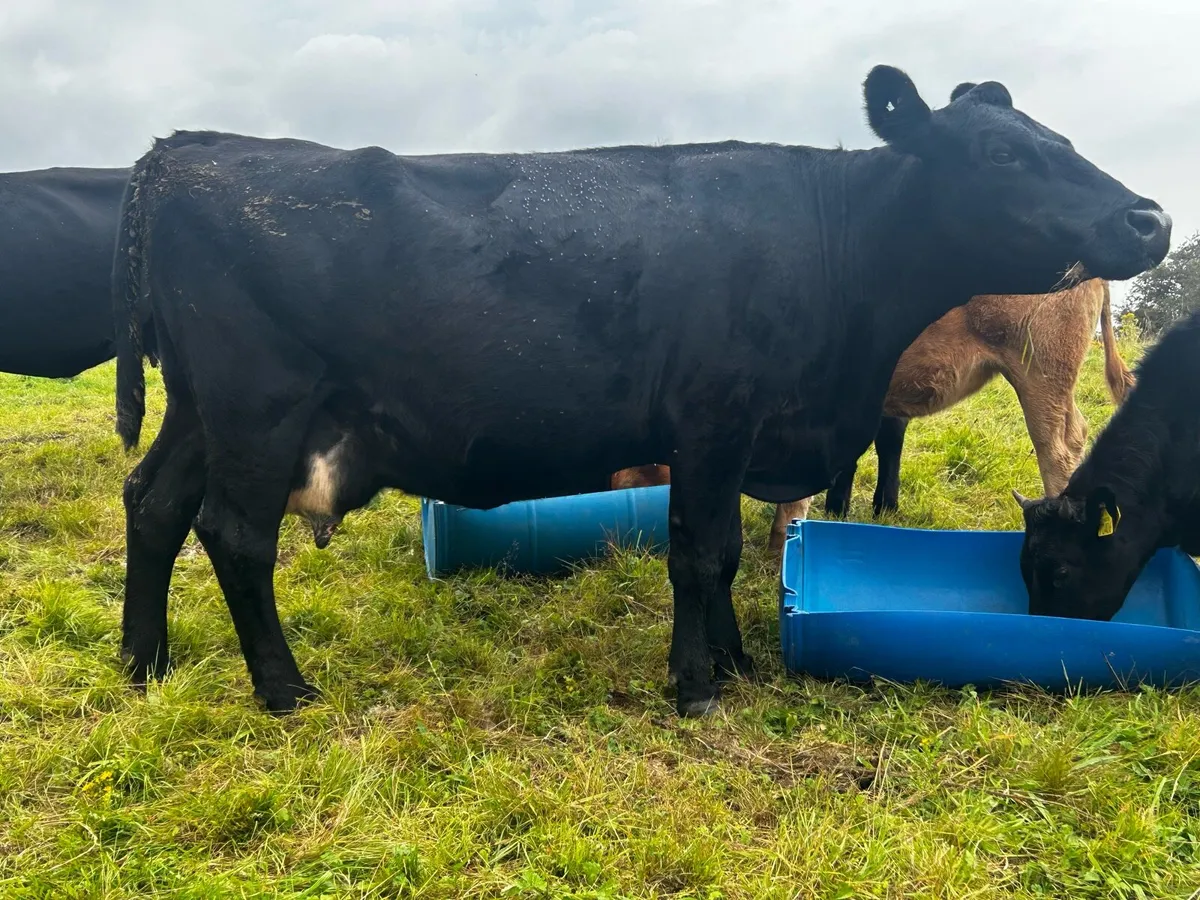 5 Star Angus In-Calf Cow - Image 4
