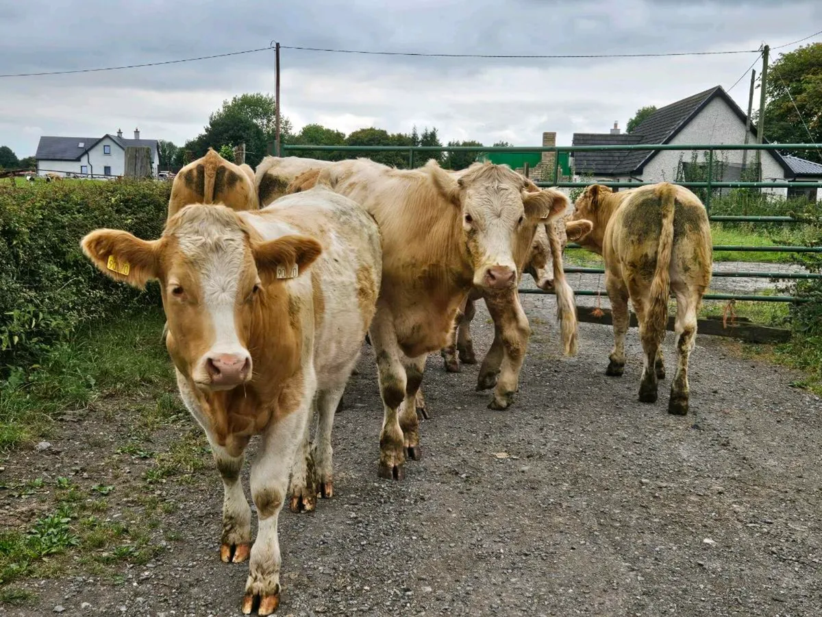 8 yellow charlaois store bullocks for sale - Image 1