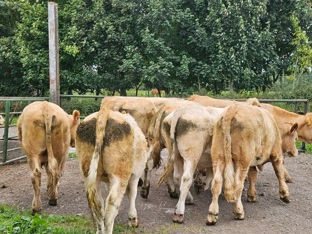 8 yellow charlaois store bullocks for sale - Image 2
