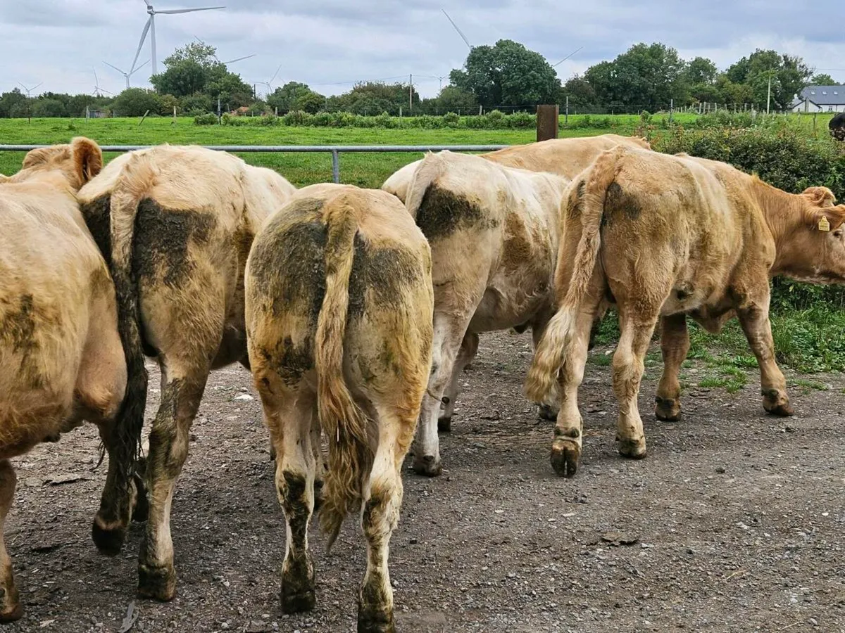 8 yellow charlaois store bullocks for sale - Image 3