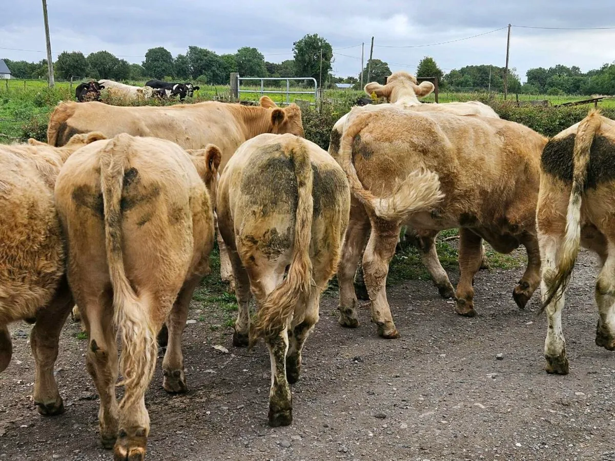 8 yellow charlaois store bullocks for sale - Image 4