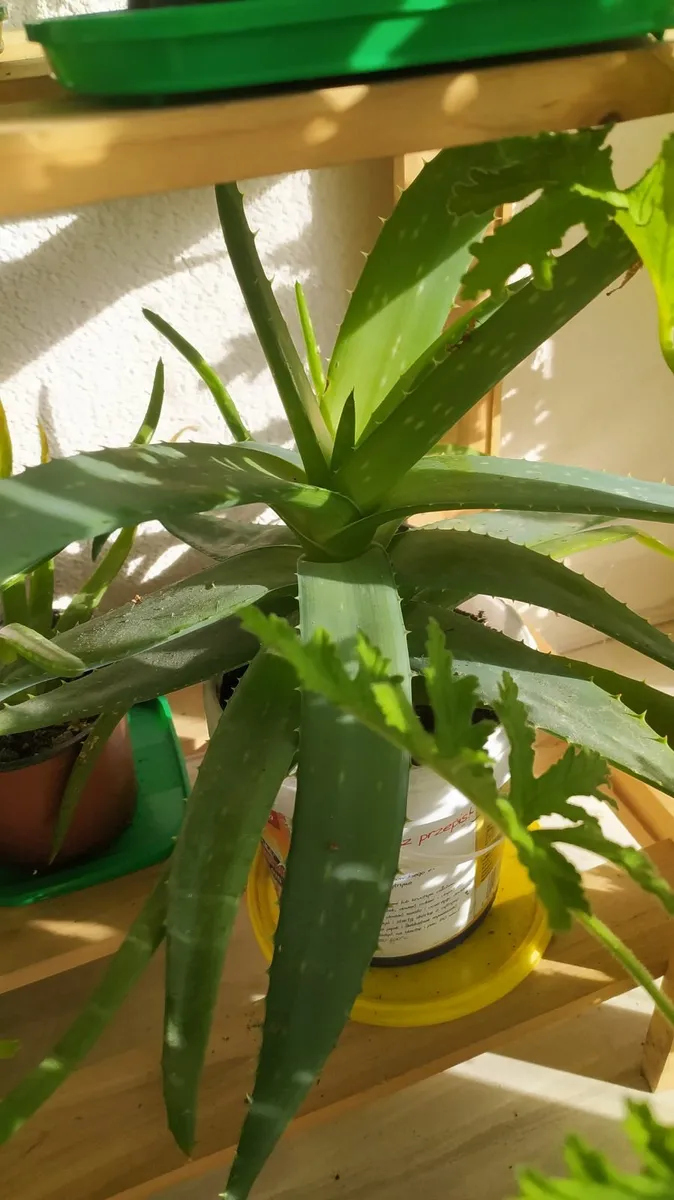 Aloe - Image 1