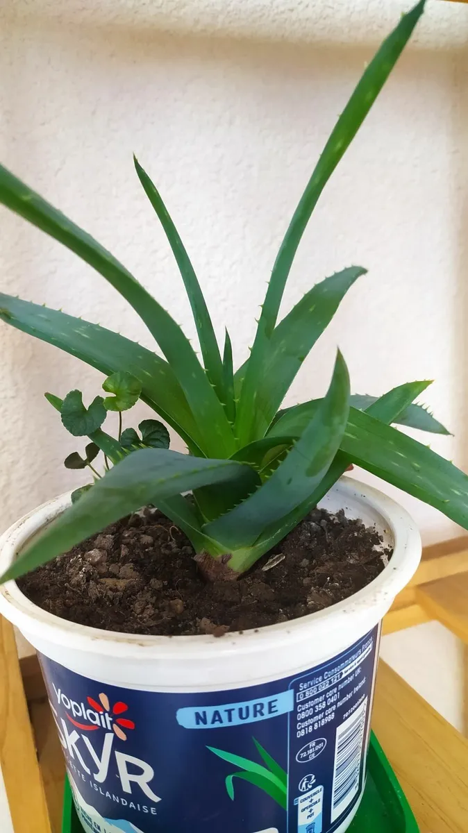 Aloe - Image 3