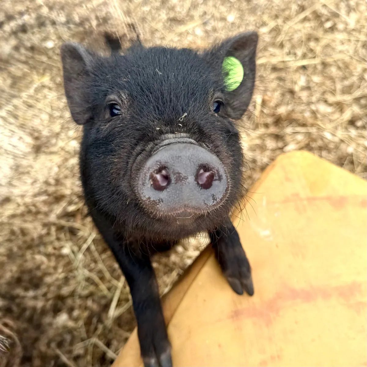 Mini Pigs - Image 2