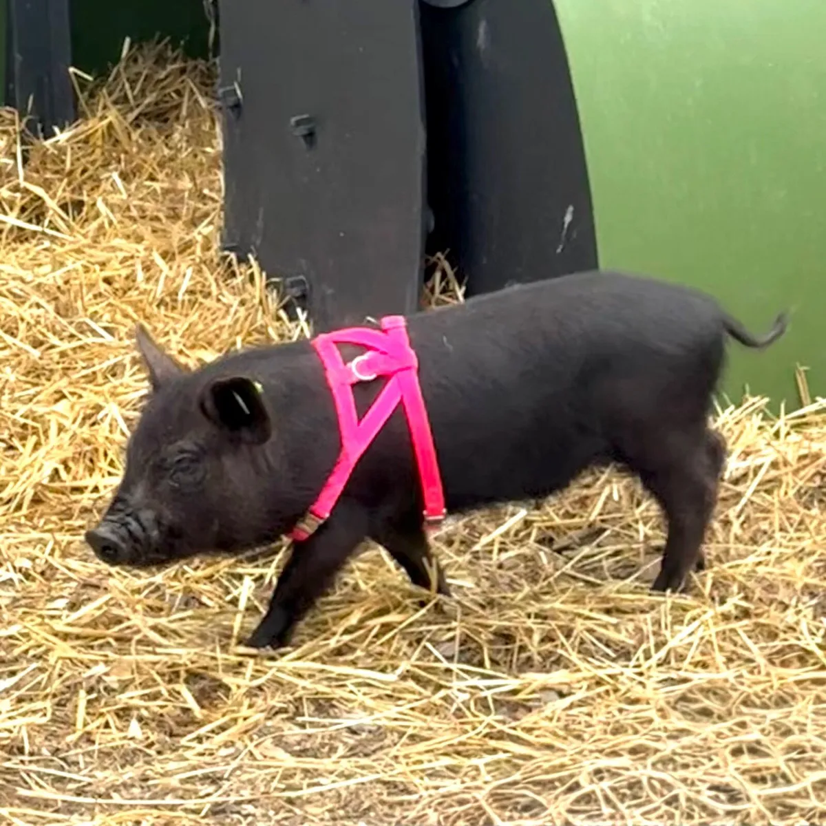 Mini Pigs - Image 3