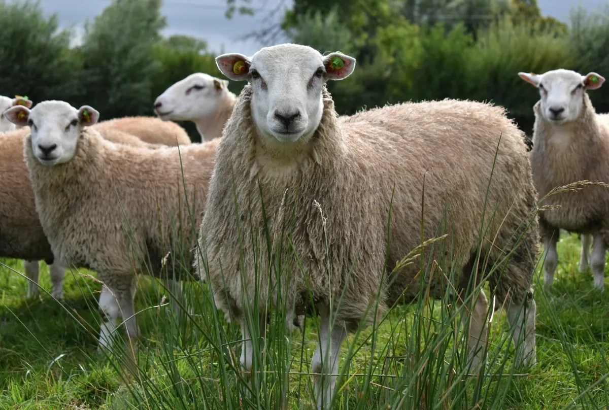 Purebred  Belclare Ram lambs - Image 1