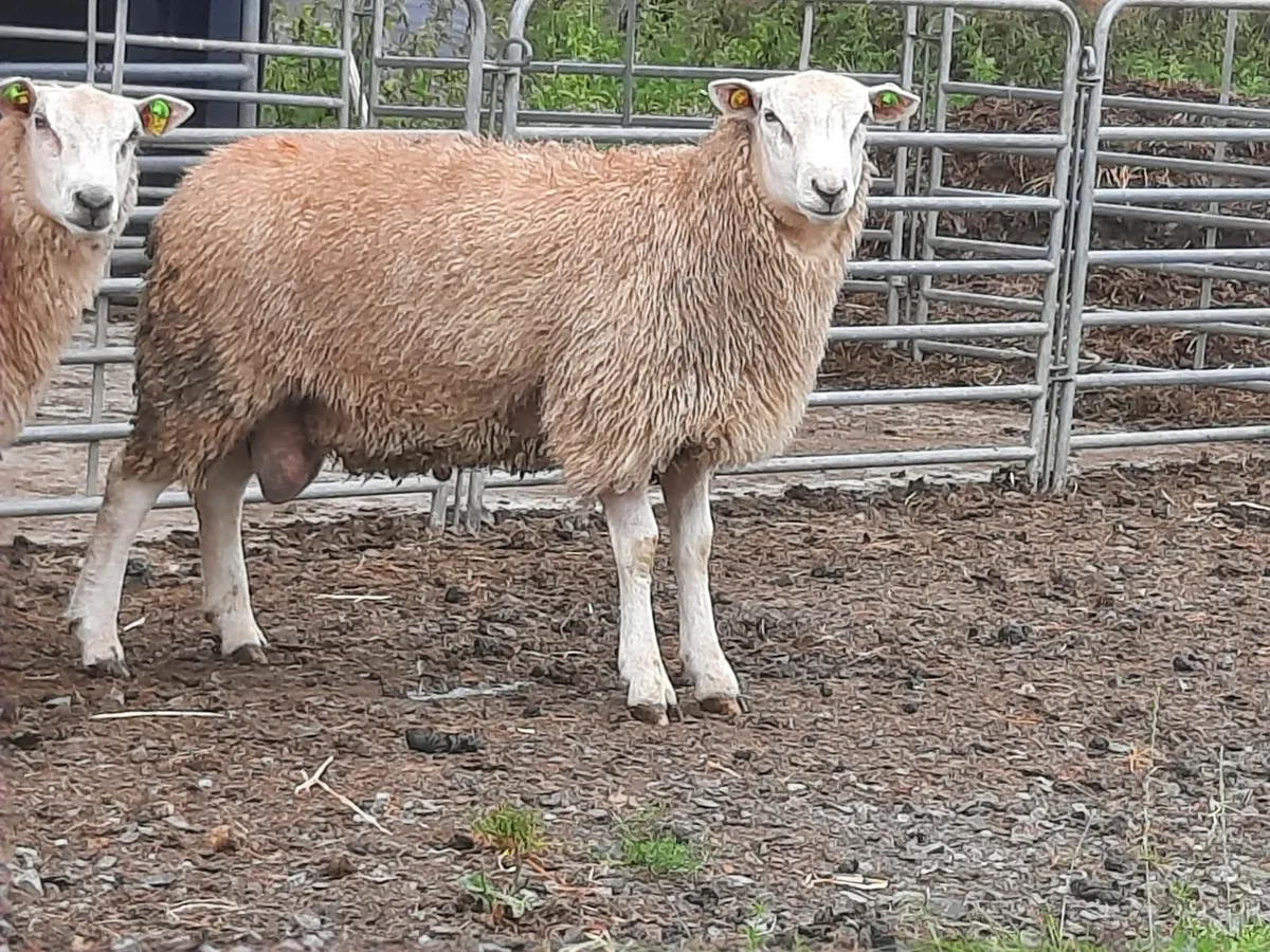 Purebred  Belclare Ram lambs - Image 2