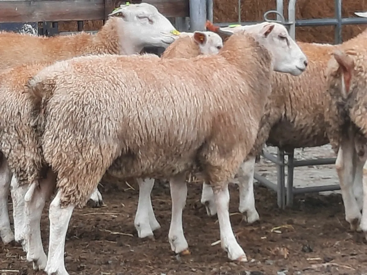 Purebred  Belclare Ram lambs - Image 3