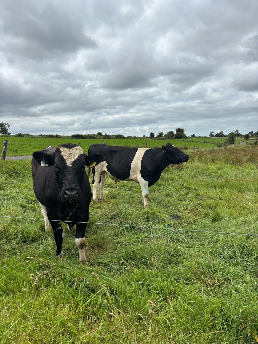 Teaser bull - Image 1