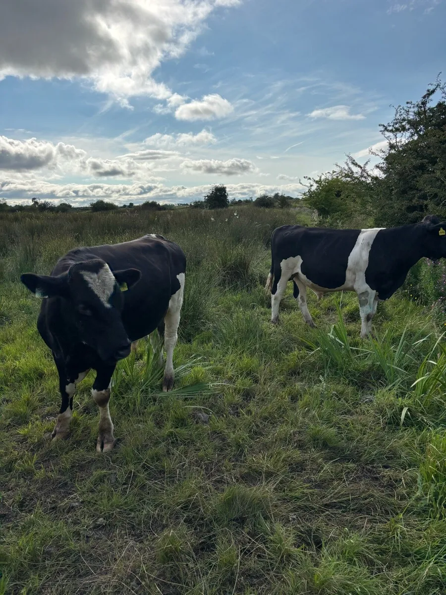 Teaser bull - Image 2