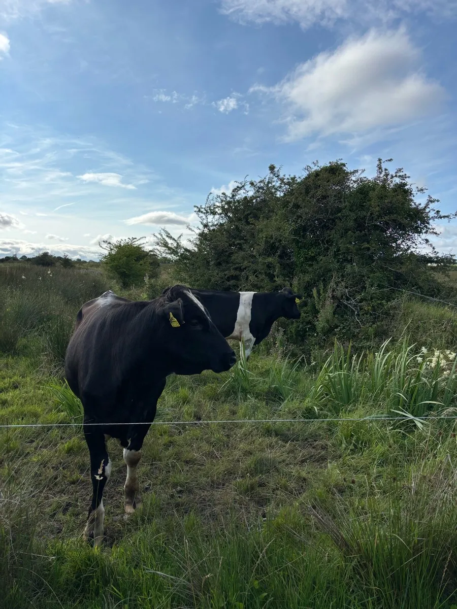 Teaser bull - Image 3