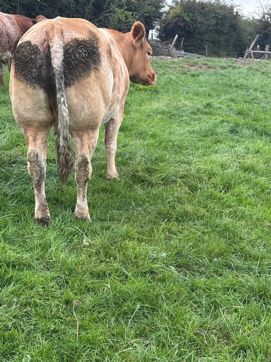 Cows and calfs in BallyBay Mart this Saturday - Image 1