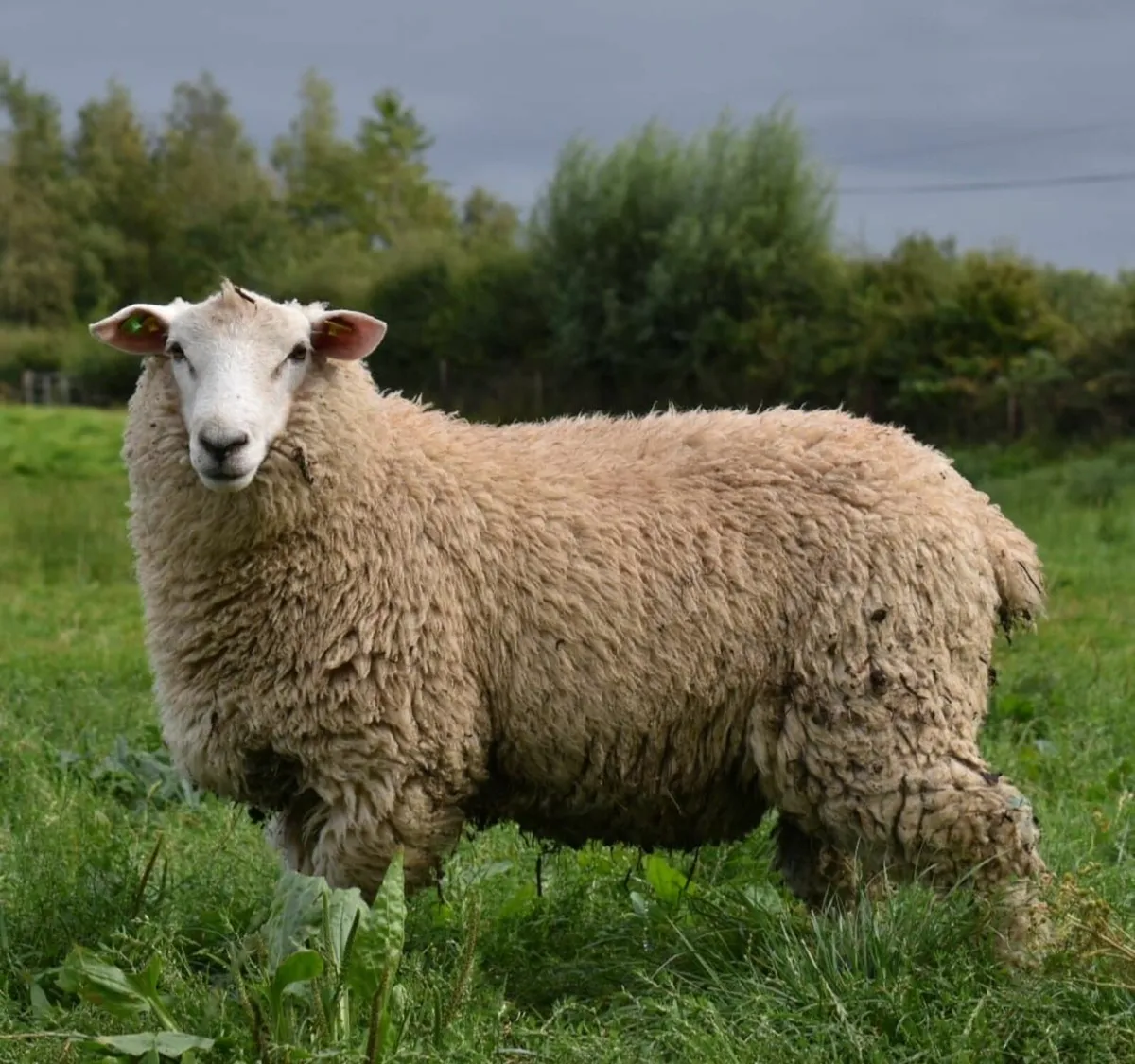 Sheep