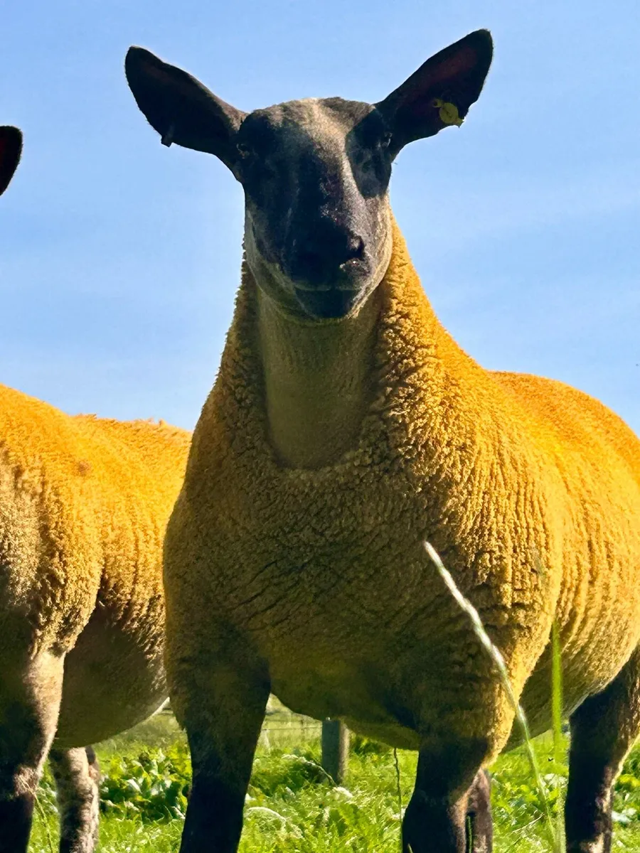 100 hoggets for plum 26th August - Image 2