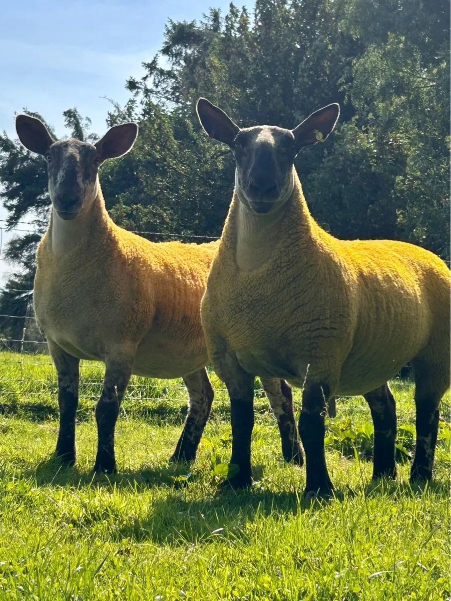 100 hoggets for plum 26th August - Image 3