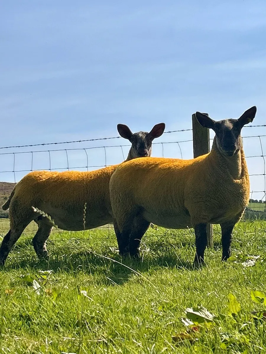 100 hoggets for plum 26th August - Image 4