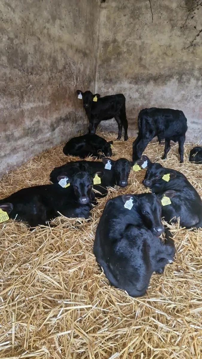 Calves gortalea mart 10th dec