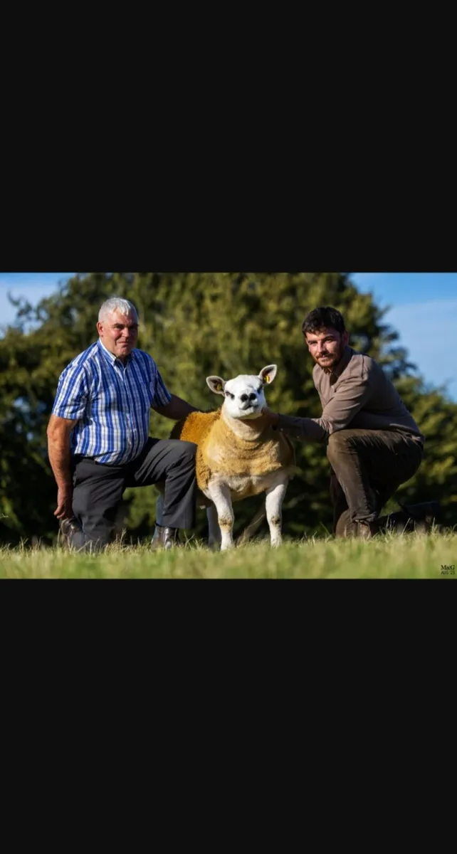 DONEGAL TEXEL BREEDERS SALE. - Image 1