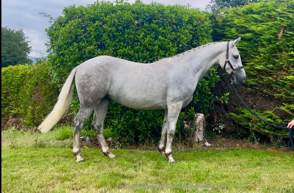 Top Class 1 3 yr old gelding. - Image 1