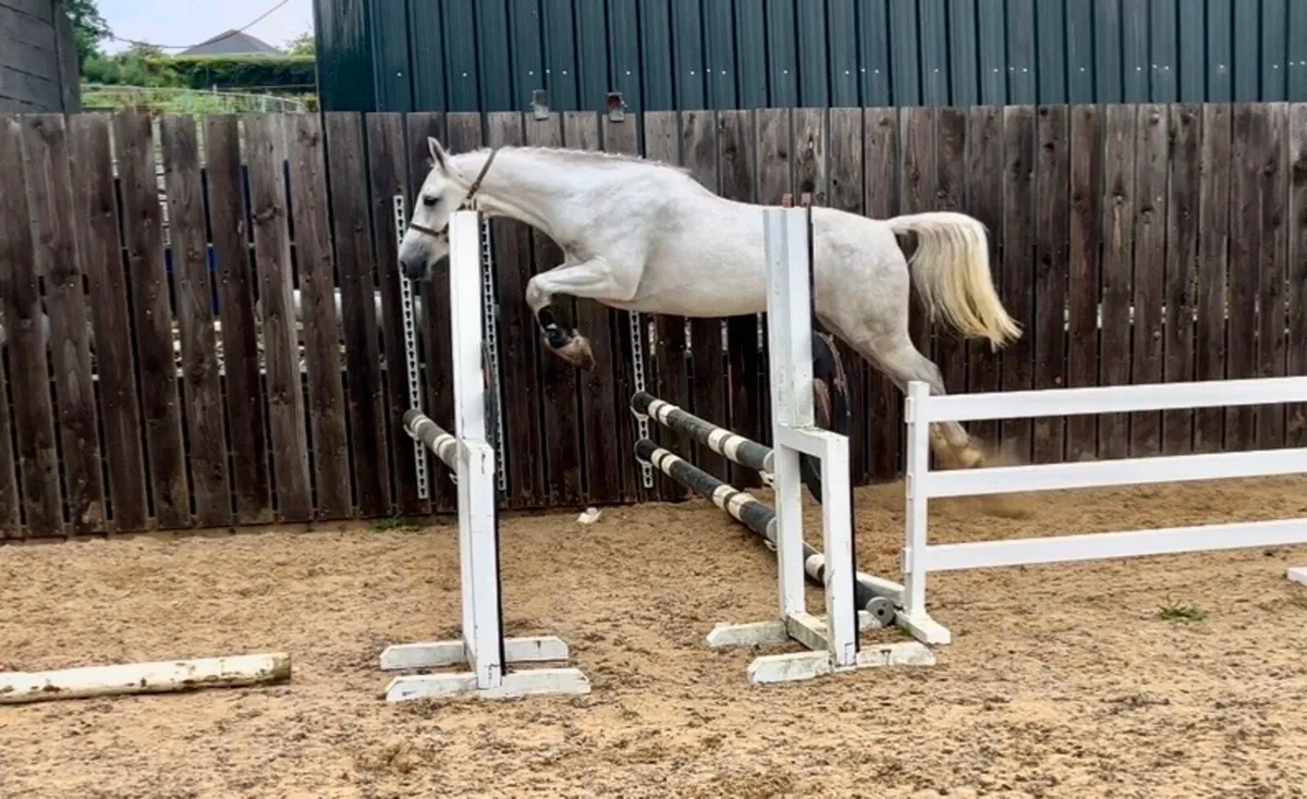 Top Class 1 3 yr old gelding. - Image 2