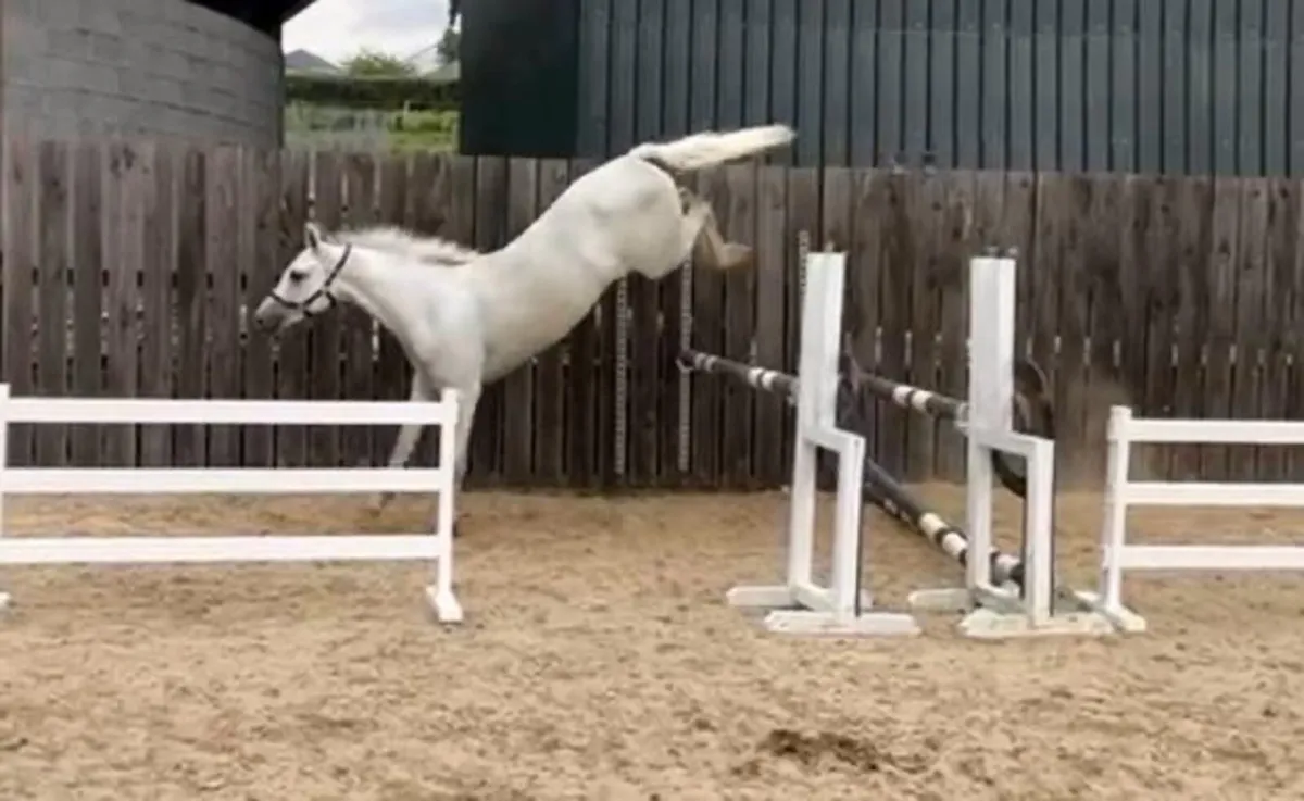 Top Class 1 3 yr old gelding. - Image 3