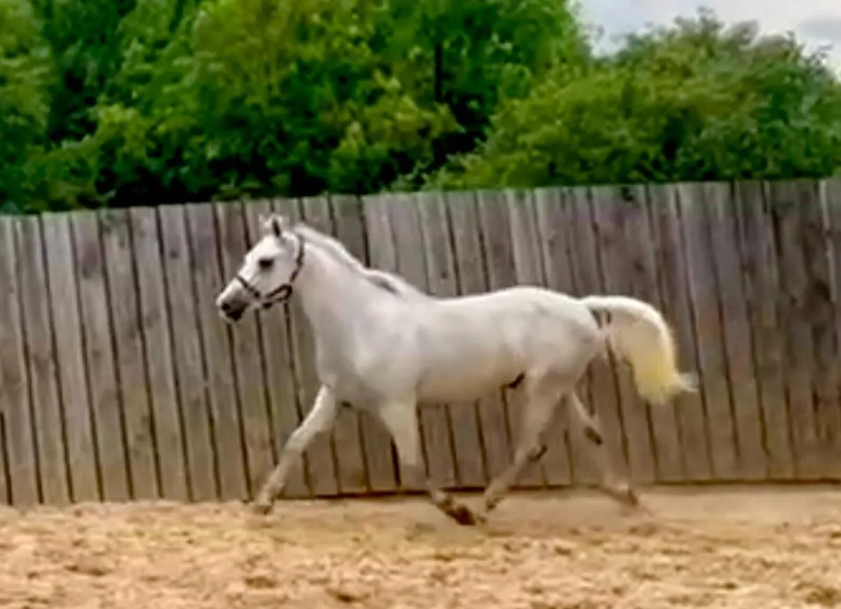 Top Class 1 3 yr old gelding. - Image 4