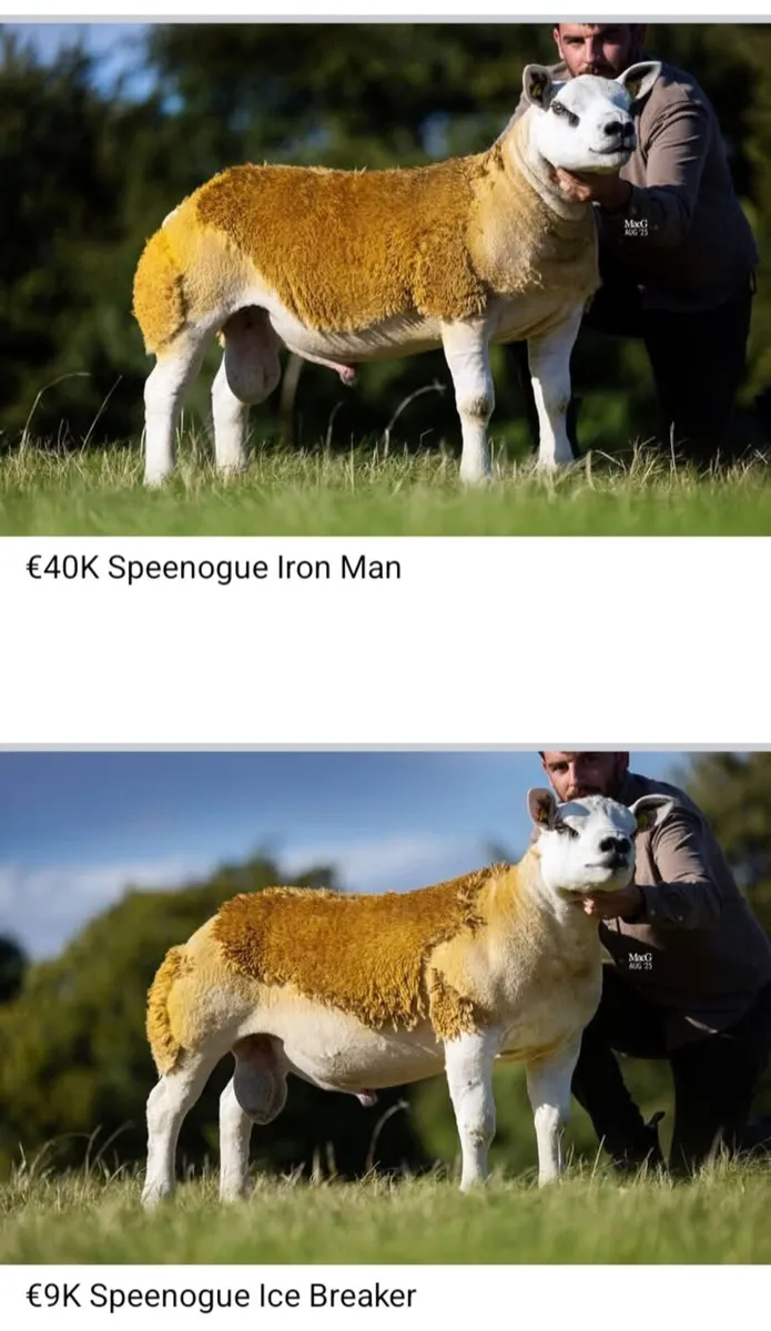 DONEGAL TEXEL BREEDERS SALE. - Image 2