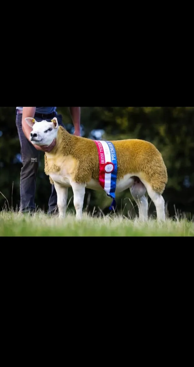 DONEGAL TEXEL BREEDERS SALE. - Image 3