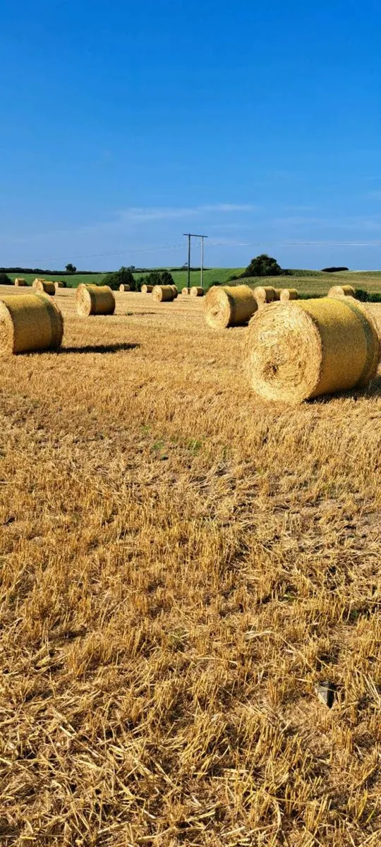 Spring Barley Straw - Image 2